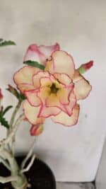 Planta Dobrada 3459 – 40cm – 03 anos - Imagem 3