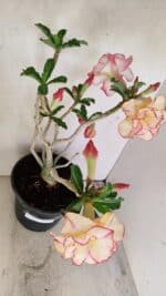 Planta Dobrada 3459 – 40cm – 03 anos - Imagem 9