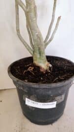 Planta Dobrada 3459 – 40cm – 03 anos - Imagem 8