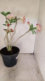 Planta Dobrada 3459 – 40cm – 03 anos - Imagem 7