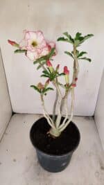 Planta Dobrada 3459 – 40cm – 03 anos - Imagem 6