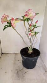 Planta Dobrada 3459 – 40cm – 03 anos - Imagem 5