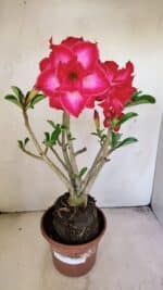 Planta Dobrada 3460 – 35cm – 03 anos - Imagem 2
