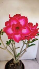 Planta Dobrada 3460 – 35cm – 03 anos