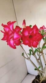 Planta Dobrada 3460 – 35cm – 03 anos - Imagem 4