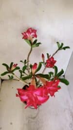 Planta Dobrada 3460 – 35cm – 03 anos - Imagem 6