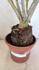 Planta Dobrada 3460 – 35cm – 03 anos - Imagem 5