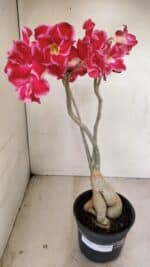 Planta Dobrada 3461 – 40cm – 03 anos