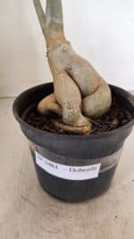 Planta Dobrada 3461 – 40cm – 03 anos - Imagem 5