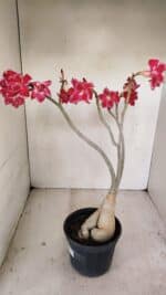 Planta Dobrada 3461 – 40cm – 03 anos - Imagem 10