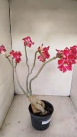 Planta Dobrada 3461 – 40cm – 03 anos - Imagem 6