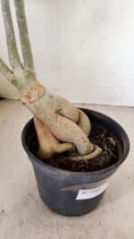 Planta Dobrada 3461 – 40cm – 03 anos - Imagem 9