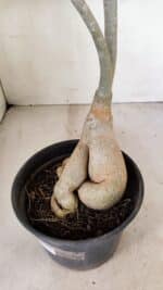 Planta Dobrada 3461 – 40cm – 03 anos - Imagem 8