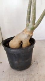 Planta Dobrada 3461 – 40cm – 03 anos - Imagem 7