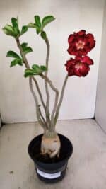 Planta Dobrada 3462 – 35cm – 03 anos - Imagem 2