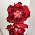 Planta Dobrada 3462 – 35cm – 03 anos