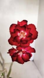 Planta Dobrada 3462 – 35cm – 03 anos