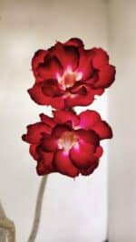 Planta Dobrada 3462 – 35cm – 03 anos - Imagem 4