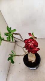 Planta Dobrada 3462 – 35cm – 03 anos - Imagem 5