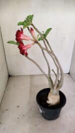 Planta Dobrada 3462 – 35cm – 03 anos - Imagem 7