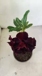 Planta Dobrada 3468 – 30cm – 03 anos - Imagem 4