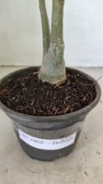 Planta Dobrada 3468 – 30cm – 03 anos - Imagem 7