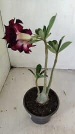 Planta Dobrada 3468 – 30cm – 03 anos - Imagem 6