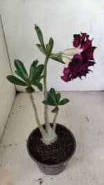 Planta Dobrada 3468 – 30cm – 03 anos - Imagem 5