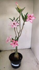 Planta Dobrada 3469 – 35cm – 03 anos - Imagem 2