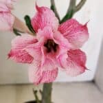 Planta Dobrada 3469 – 35cm – 03 anos