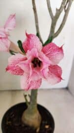 Planta Dobrada 3469 – 35cm – 03 anos