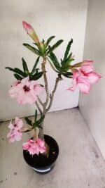 Planta Dobrada 3469 – 35cm – 03 anos - Imagem 7