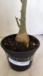 Planta Dobrada 3469 – 35cm – 03 anos - Imagem 6