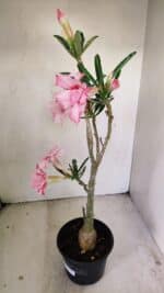 Planta Dobrada 3469 – 35cm – 03 anos - Imagem 5