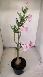 Planta Dobrada 3469 – 35cm – 03 anos - Imagem 4