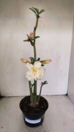 Planta Dobrada 3470 – 35cm – 03 anos - Imagem 2