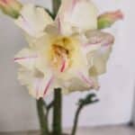 Planta Dobrada 3470 – 35cm – 03 anos