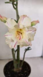 Planta Dobrada 3470 – 35cm – 03 anos