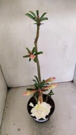 Planta Dobrada 3470 – 35cm – 03 anos - Imagem 7