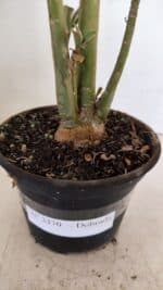 Planta Dobrada 3470 – 35cm – 03 anos - Imagem 6