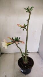 Planta Dobrada 3470 – 35cm – 03 anos - Imagem 5