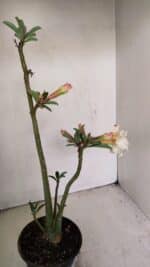 Planta Dobrada 3470 – 35cm – 03 anos - Imagem 4