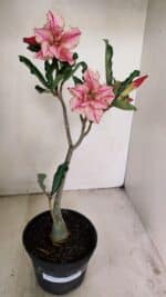 Planta Dobrada 3471 – 35cm – 03 anos - Imagem 2