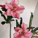 Planta Dobrada 3471 – 35cm – 03 anos