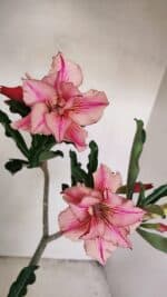 Planta Dobrada 3471 – 35cm – 03 anos