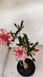 Planta Dobrada 3471 – 35cm – 03 anos - Imagem 5