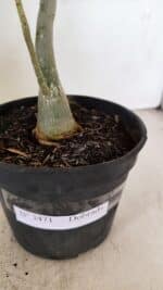 Planta Dobrada 3471 – 35cm – 03 anos - Imagem 7