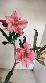 Planta Dobrada 3471 – 35cm – 03 anos - Imagem 3