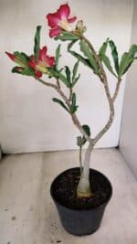 Planta Dobrada 3471 – 35cm – 03 anos - Imagem 6