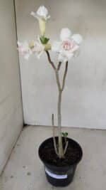 Planta Dobrada 3472 – 35cm – 03 anos - Imagem 2
